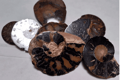 Ammonite